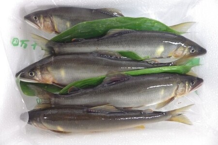 天然 鮎 1.3kg  冷蔵  【鮎】 あゆ アユ 川魚