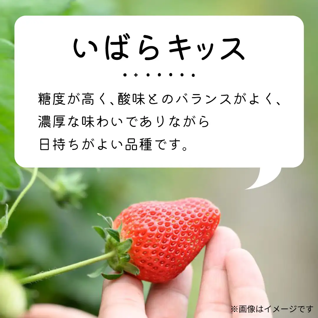 【 先行予約 】 【 定期コース 】 厳選 いちご 2パック 【 毎月 第3木曜に全3回発送 初回発送 2027年1月21日 】 （常陸太田市 共通返礼品 ) 
