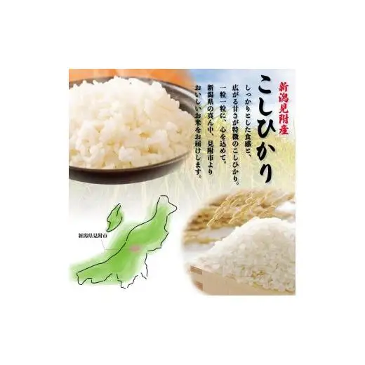 米〈4～7営業日で発送〉令和7年産 新潟見附市産コシヒカリ10kg（5kg×2）　田中米穀