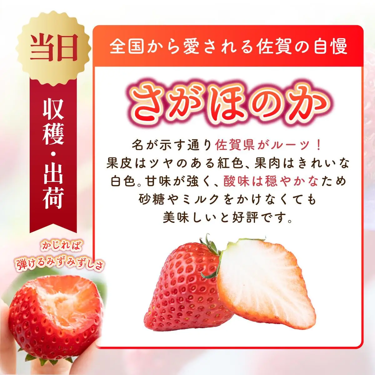 【先行予約】最高級品質”さがほのか” 約1kg（235g×4p）