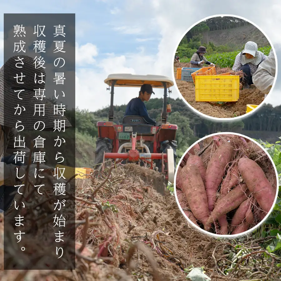 さつまいも 食べ比べ 約5kg 紅はるか 安納芋 各約2.5kg 熟成 焼き芋 焼芋 やきいも しっとり ねっとり 蜜芋 芋 おいも サツマイモ さつま芋 べにはるか 安納いも スイーツ おやつ 国産 産地直送 栽培期間中農薬不使用 高知県 大月町産