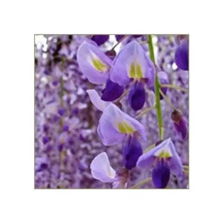 藤原 黄金蜂蜜「藤」　550g_調味料 はちみつ  ハチミツ 蜂蜜_【1487806】