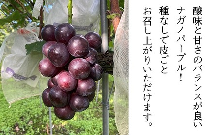 2403ナガノパープル2.2kg（3～5房）【2026年9月上旬頃発送予定】