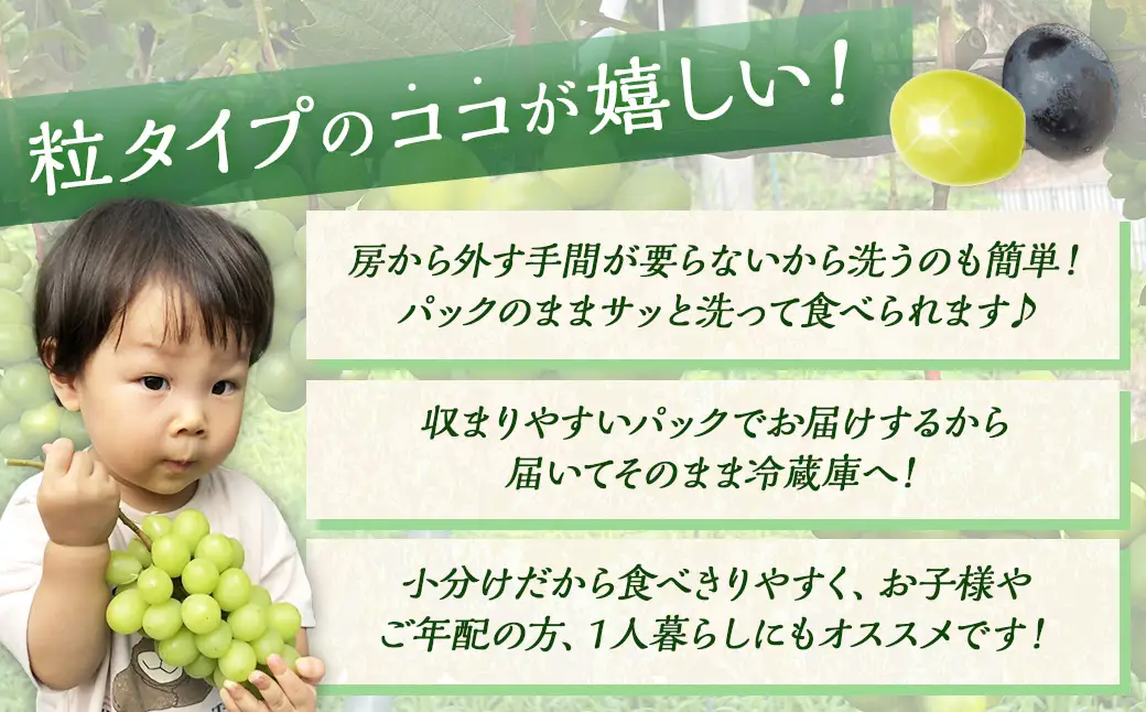 【ふるなびWEEK対象】【数量限定】粒パック 訳あり シャインマスカット 約1kg （2パック） 【2026年8月下旬～11月上旬発送開始予定】