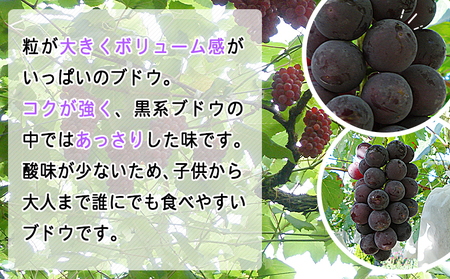 予約受付＜旬のブドウ 西予市産 藤稔 約1.5kg＞ 果物 フルーツ ぶどう 葡萄 ふじみのり あっさり 黒系 食べやすい おいしい 大粒 期間限定 季節限定 食べて応援 特産品 愛媛県 西予市【冷蔵】『2026年8月中旬から8月末迄に順次出荷予定』URK0009