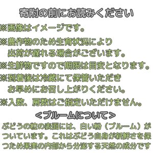 【南信州高森産】緑の輝きシャインマスカット2kg