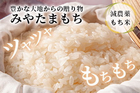 那賀町相生産 みやたまもち 白米 5kg 1袋【徳島 那賀 国産 徳島県産 ミヤタマモチ お米 こめ おこめ 餅米 もち米 お餅 モチ米 米 白米 5キロ 餅 お正月 おはぎ 赤飯 おこわ ちまき 多用途 おいしい 食べて応援 お取り寄せ 産地直送】YS-42