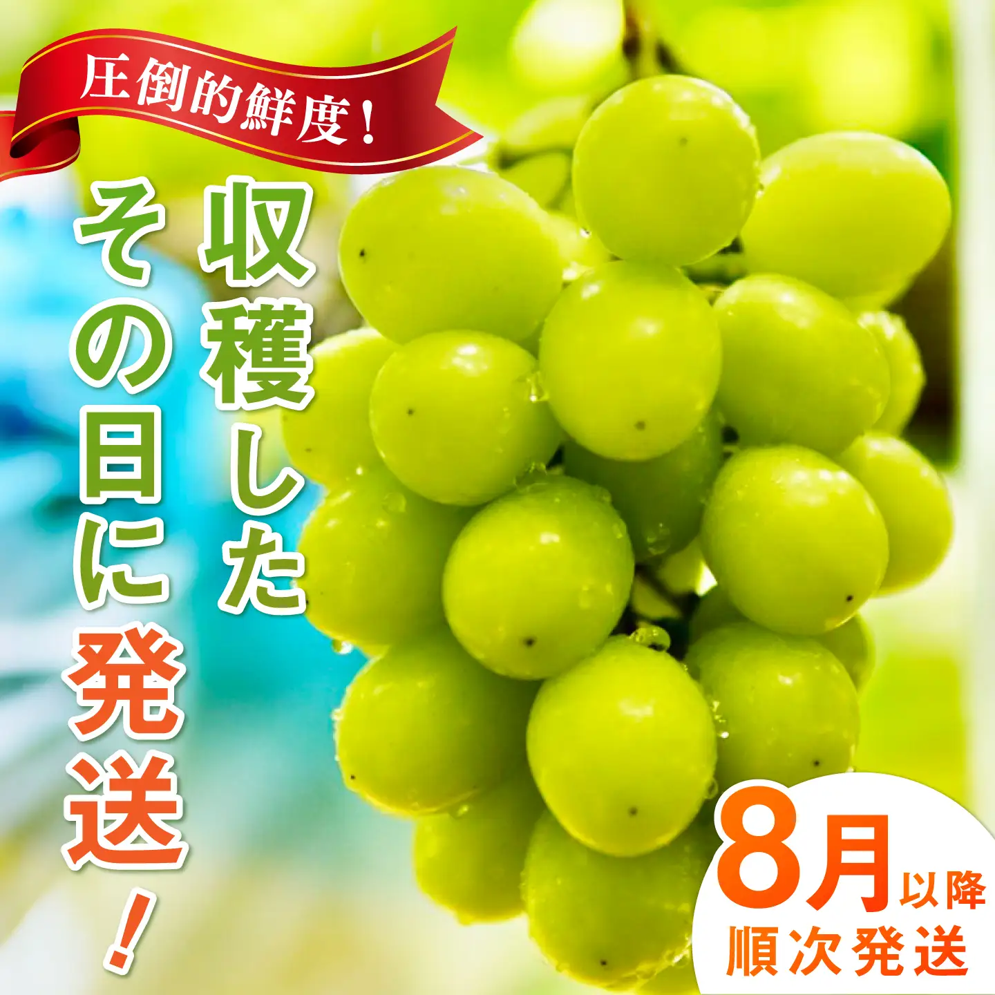 【ふるなびWEEK対象】【2026年発送 先行予約】シャインマスカット 1kg / 佐賀県 / リフルット株式会社 [41ABAA011]