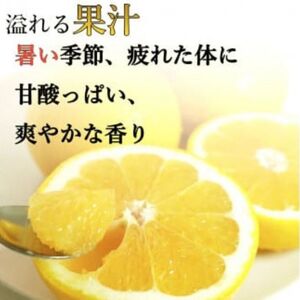 【訳あり】  河内晩柑 10kg(傷み保証300g) 木取り完熟  【発送期間: 2024年８月～ なくなり次第終了】 柑橘 みかん 愛南ゴールド 蜜柑 グレープフルーツ ゼリー ジュース アイス 果物 フルーツ サイズミックス 規格外 吉本農園
