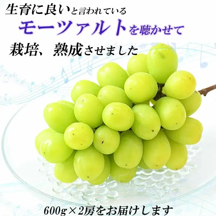 【先行受付】シャインマスカット 600g × 2房 【1.2kg ぶどう ブドウ 葡萄 2026 予約 先行予約 種なし 皮ごと 甘い 完熟 フルーツ おすすめ 旬 お取り寄せ 島根県 安来市】 【24-AB-02】