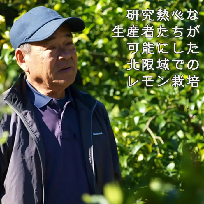 《12月発送》【皮まで食べられる】海と太陽のレモン【訳あり品-優品-】５kg（約40個）　[0011-0058]