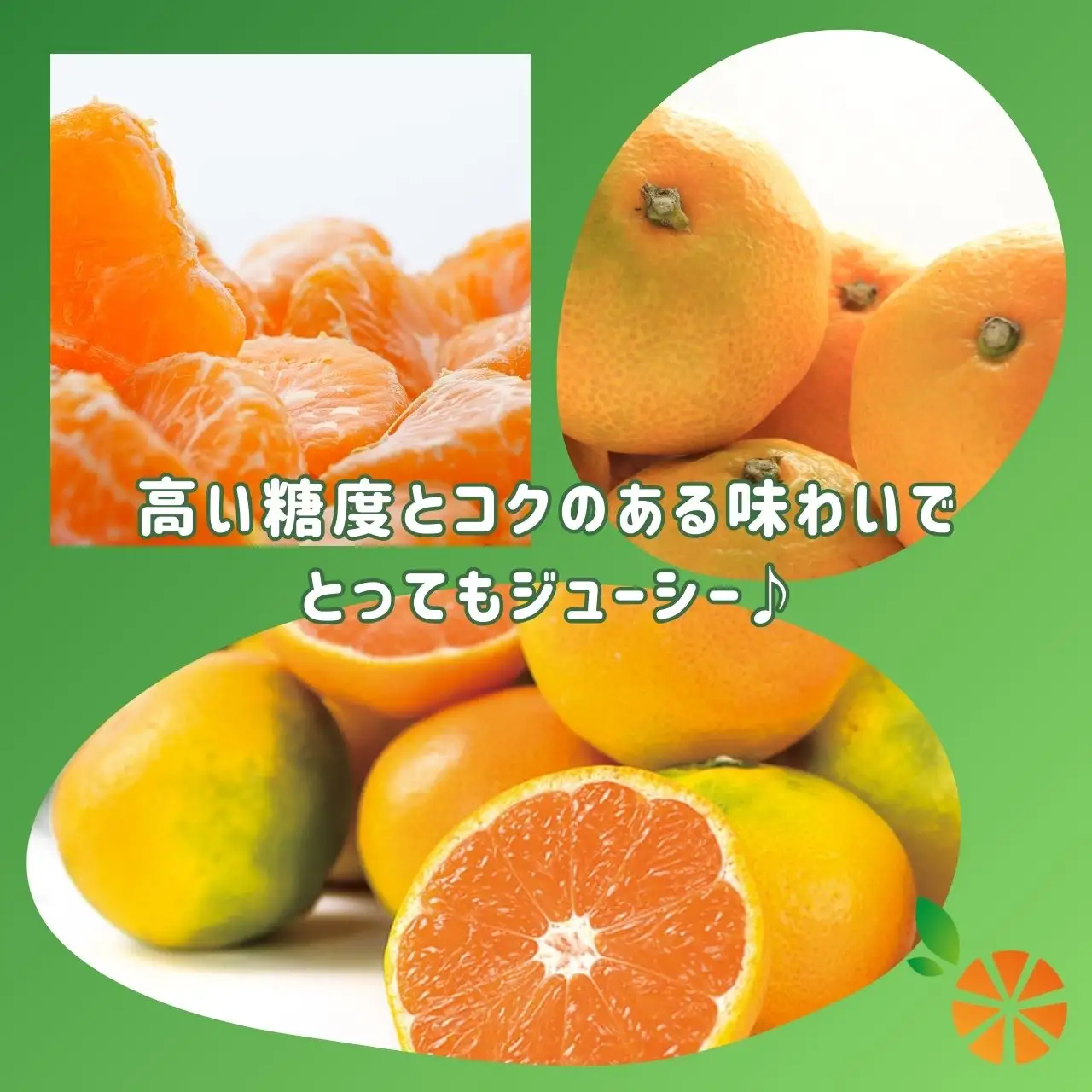 訳あり 西浦 由良みかん 5kg 由良みかん 木負観光みかん園