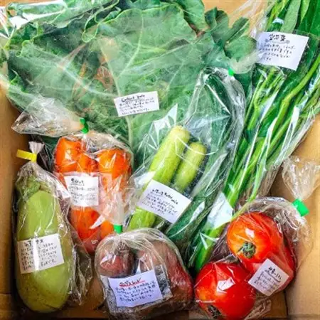 採れたて直送!旬のお野菜セット Sサイズ(6品目以上)【種類おまかせ】_野菜   _【配送不可地域：離島】【1329346】