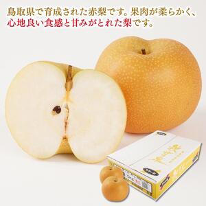 梨 秋甘泉 鳥取産 5kg× 1箱