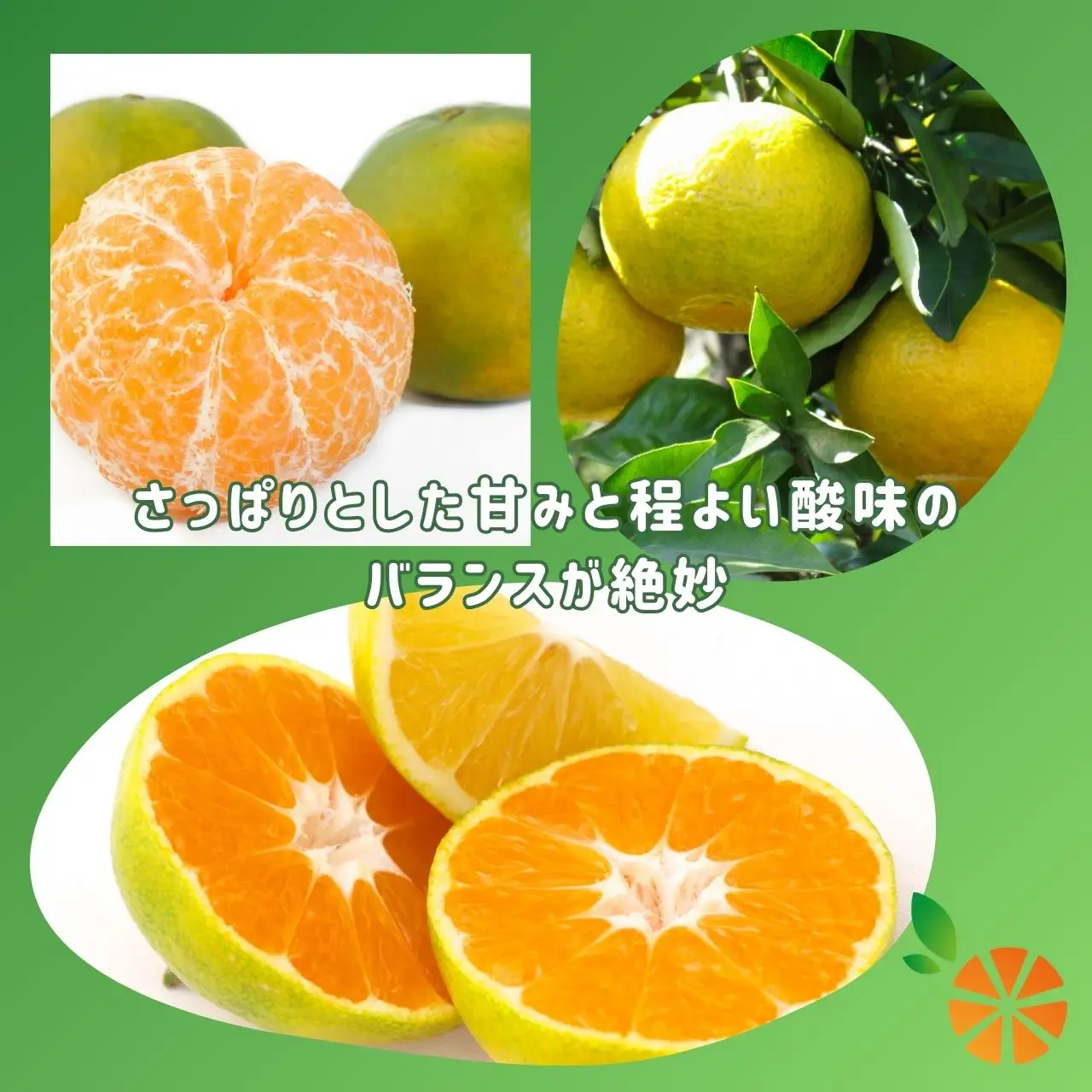 【訳あり】 極早生 みかん 3kg 極 早生みかん 木負観光みかん園
