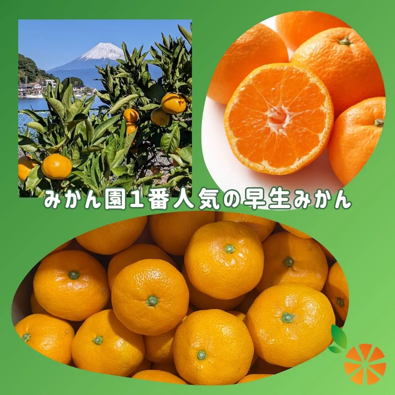 【訳あり】 早生 みかん 5kg 西浦 早生みかん 木負観光みかん園