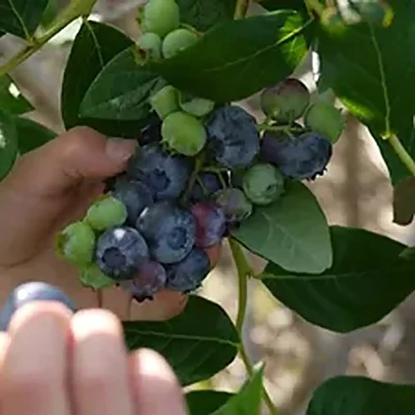 ブルーベリー 冷凍 1kg 農薬不使用 ブルーベリー