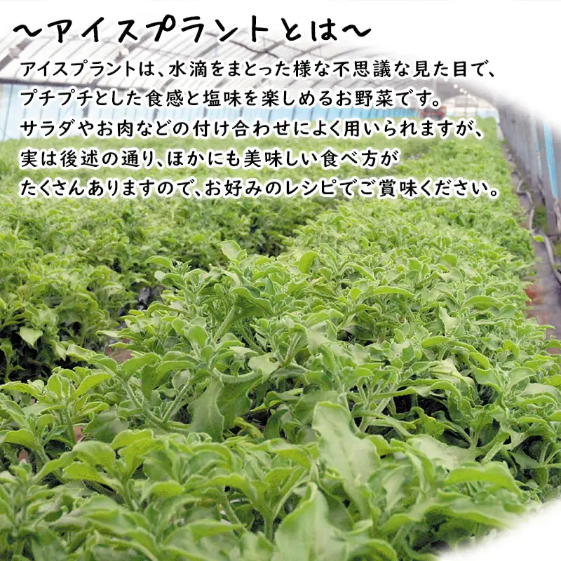 『先行予約』【11月中旬より順次発送】アイスプラント(70g×30パック)