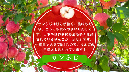 【訳あり】青森りんご田子の家庭用サンふじ 約10kg （12月出荷）