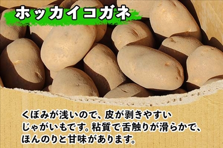 【10月より順次発送予定】北海道 じゃがいも ホッカイコガネ 10kg 北海道産 十勝産 北海こがね 北海コガネ 北海黄金 ジャガイモ 芋 いも ポテト お取り寄せ まとめ買い 送料無料 十勝 士幌町【V06】