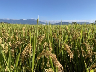 【令和7年産・玄米2kg】生きもの田んぼのお米 市川さんのこしひかり 農薬 化学肥料 除草剤不使用 信州【 米 コメ 備蓄品 仕送り おすそ分け 備蓄米 長野県 佐久市 】