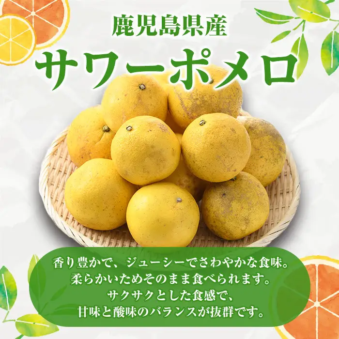 ＜先行予約受付中！2027年1月以降順次発送予定＞訳ありサワーポメロ(約10kg) 国産 果物 フルーツ 柑橘 甘味 酸味 デザート おやつ【松永青果】akn053-16