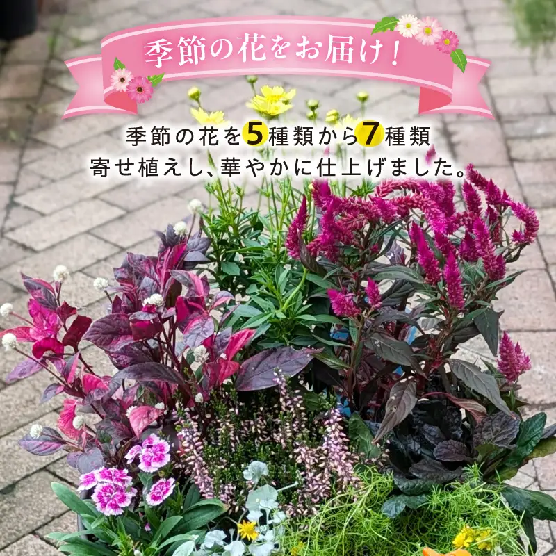 ガーデニング 季節の寄せ植え 花 寄せ植え 鉢 鉢植え 花屋 季節 旬 園芸 ガーデニング おまかせ [142F01] 