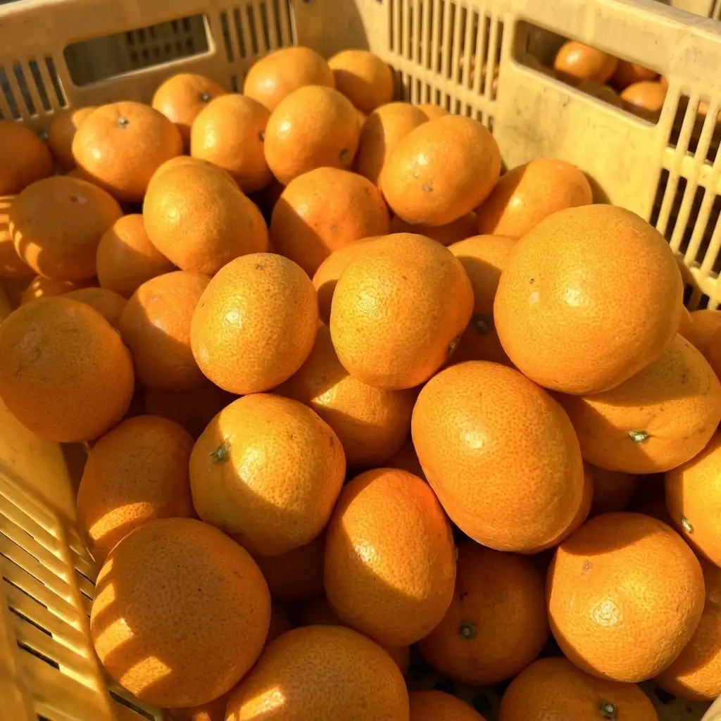 えなみ農園の片山みかん　5kg（S～Lサイズミックス）