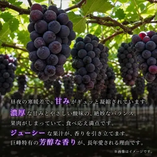 紀州和歌山産の巨峰ぶどう約2kg(5～7房)【配送不可地域：離島・北海道・沖縄県】【1527876】
