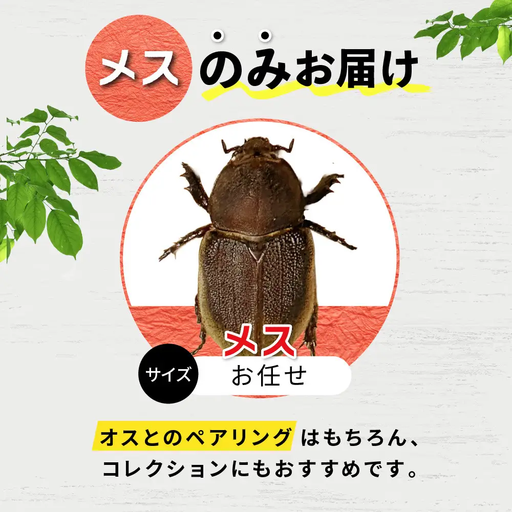 ヘラクレスオオカブト メス 1匹 サイズフリー　※配送不可地域あり