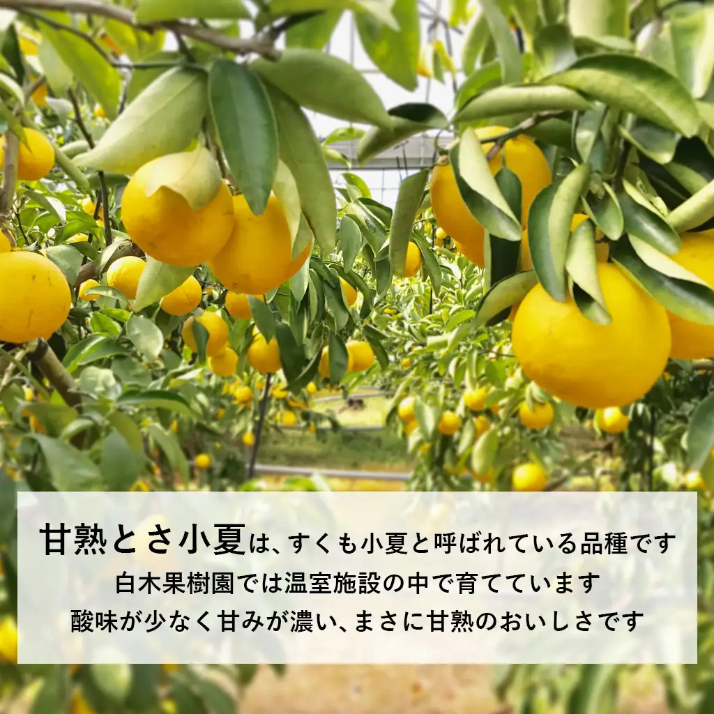 【先行予約】甘熟とさ小夏 特選品贈答用（S~Lサイズ）約5kg〈2027年4月上旬-2027年5月中旬頃発送〉高知県土佐市 【株式会社SHIRAKI】 [BQAI030]