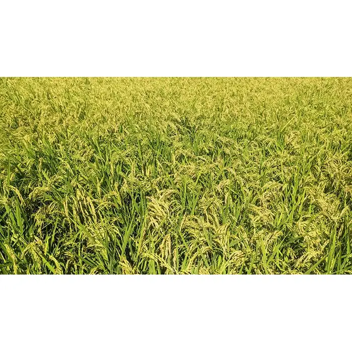 令和6年産　玄米　コシヒカリ30kg【坂東市産】 No.756