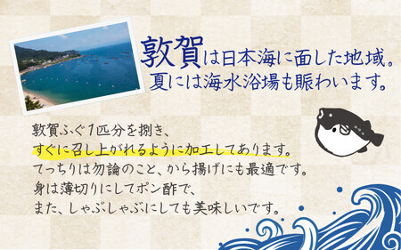 ＜先行予約＞【11月発送】敦賀ふぐ 調理済セット 1尾分（約600g）てっちりやしゃぶしゃぶなどに【海鮮 冷凍 鍋 なべ 唐揚げ 薄造り ふぐ鍋】[041-a007]