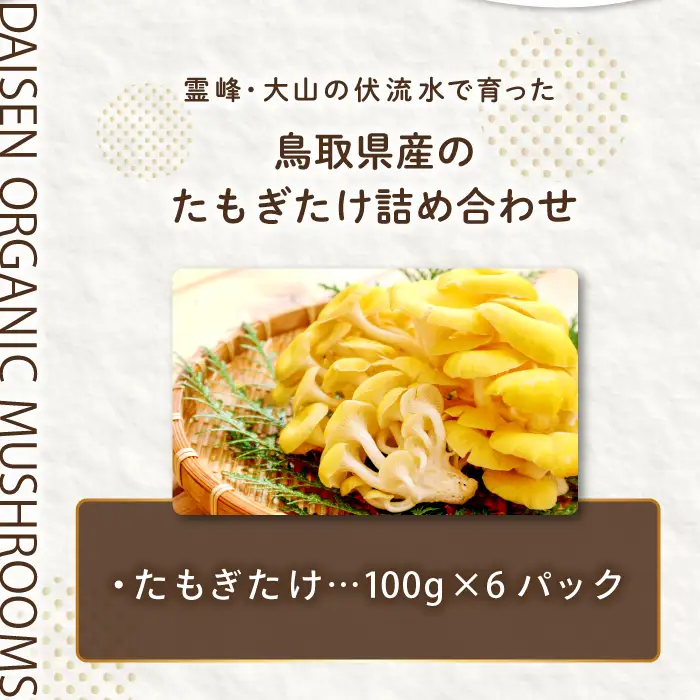オーガニック菌床たもぎたけ6パック【タモギ茸 きのこ たもぎ茸 キノコ セット 茸 詰め合わせ たもぎたけ タモギタケ エルゴチオネイン だし 出汁】