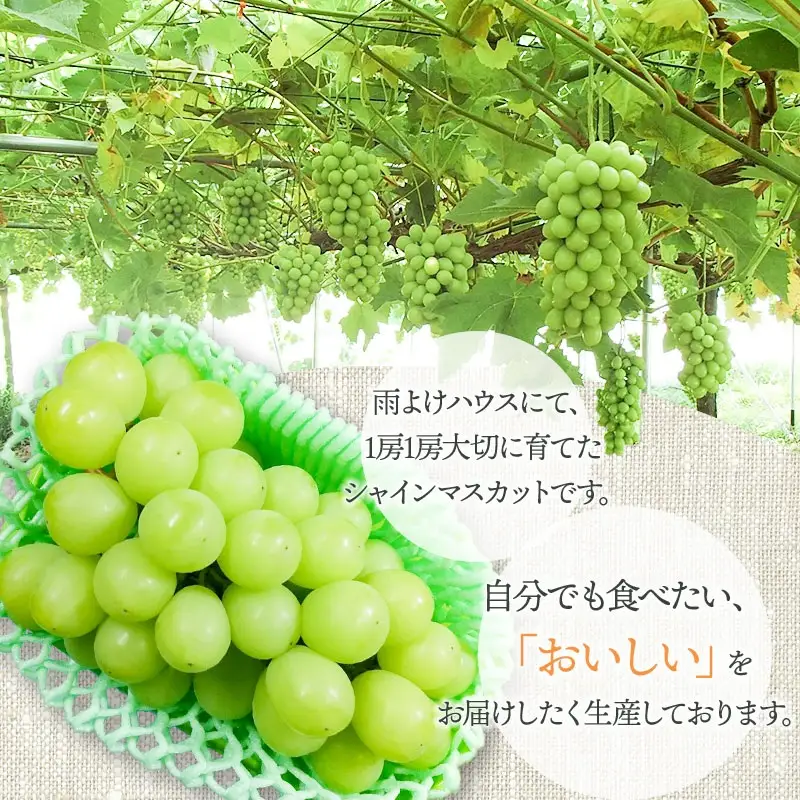 【令和8年産先行予約】シャインマスカット 2房（約1.2～1.4kg）　山形県鶴岡市　クドウファーム　| ブドウ 葡萄 ぶどう しゃいんますかっと マスカット 果物 くだもの フルーツ 旬 期間限定 産地直送 おいしい おすすめ 人気 お取り寄せ 返礼品