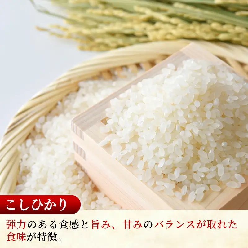 令和7年産 こしひかり あきたこまち (5kg×1袋ずつ) 計10kg 食べ比べ 中山産業 【価格変更AB】