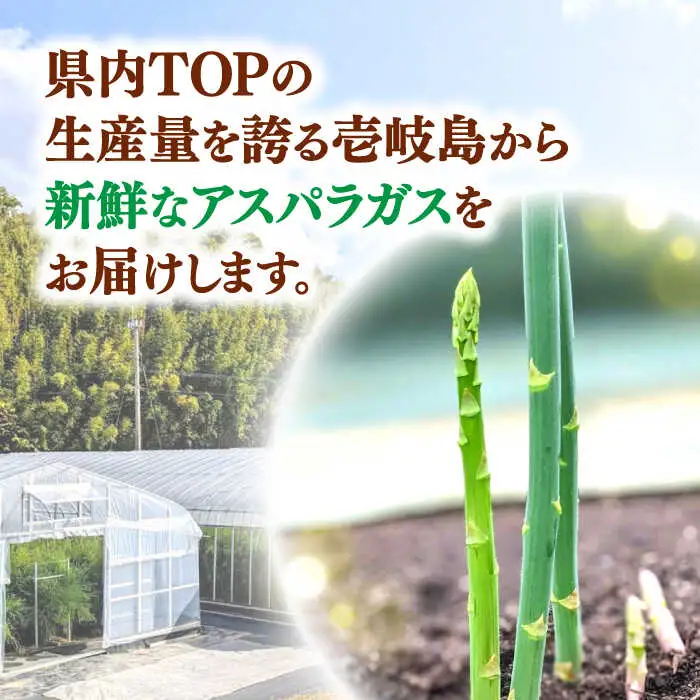 【アスパラガス専門農家が作る！】壱岐産アスパラガス4.5kg  ≪壱岐市≫【きたじま農園】 国産 冷蔵配送 産地直送 朝採れ 新鮮 [JGI001]