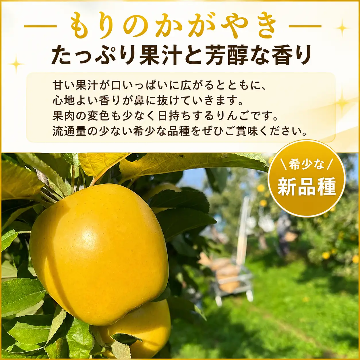【 10月発送】もりのかがやき りんご 5kg（14~20玉） 北田りんご園 りんご kitada013