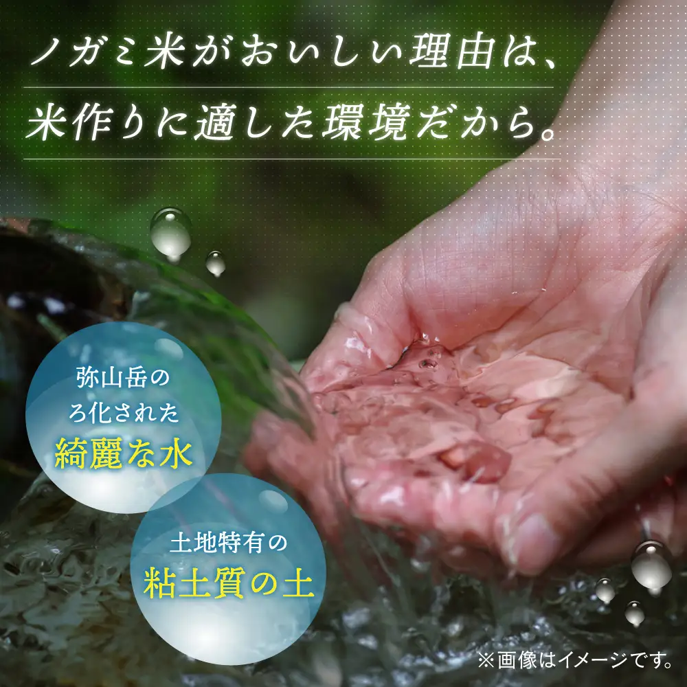 玄米 10kg [ADAU010] 玄米