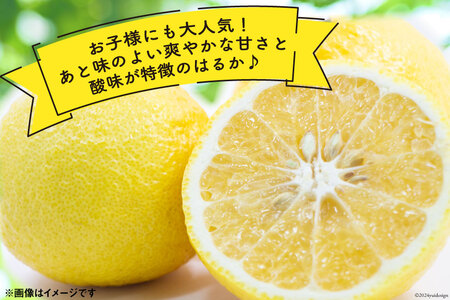 CD020 【令和9年1月中旬から順次発送】森崎果樹園 自慢の はるか 5kg