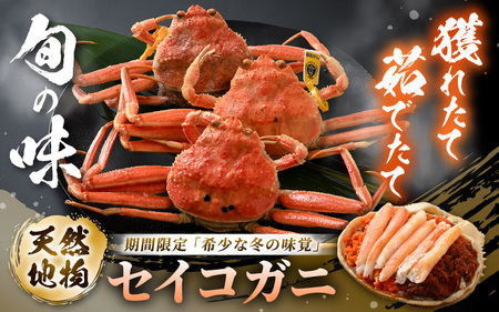 先行予約【冷蔵】旬のセイコガニ 小 6杯  計600g以上（茹で前） 説明書付き 【2026年11月上旬以降順次発送予定】 ズワイガニ メス せいこがに [m21-x003_11]
