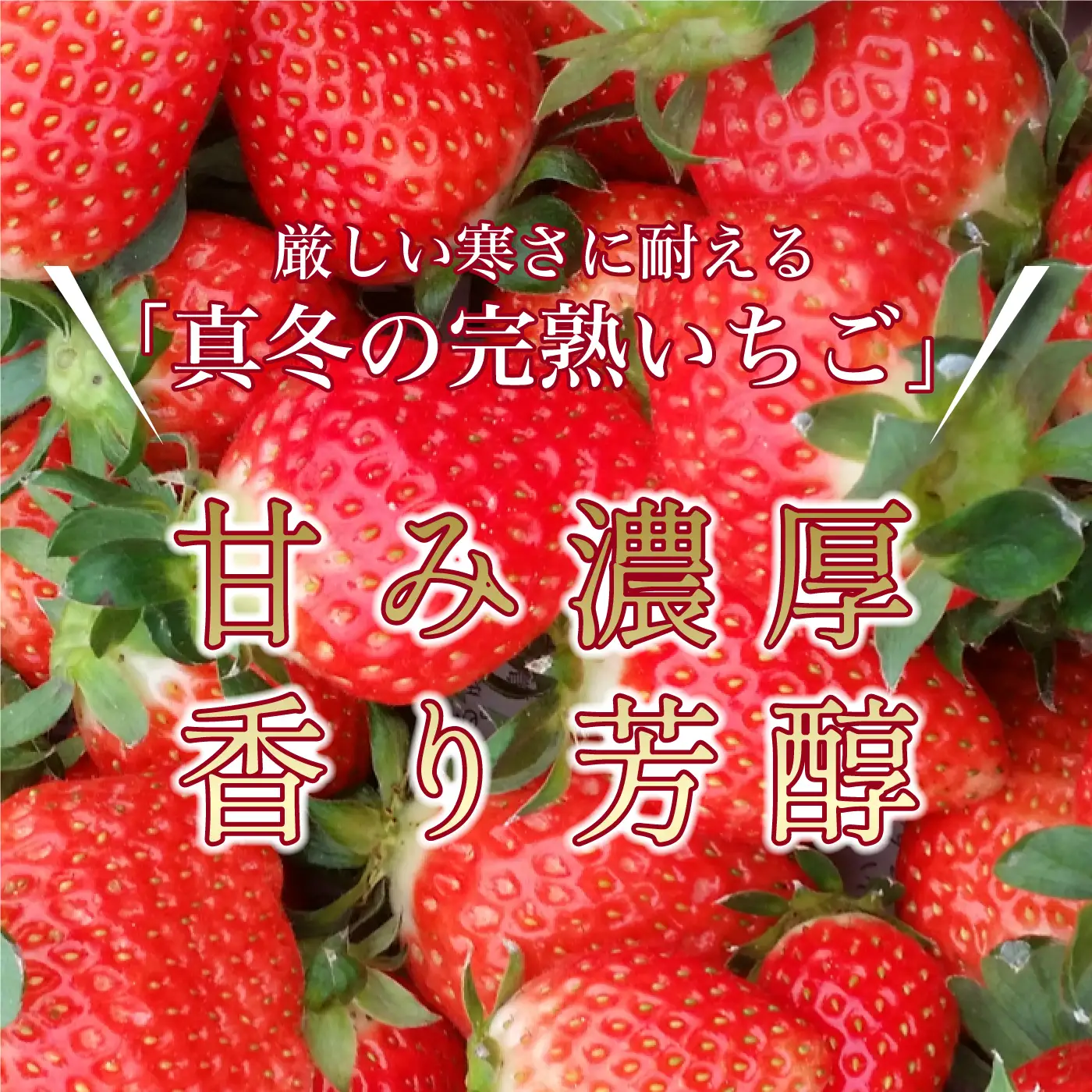 【先行予約】いちご かおり野 合計800g（約200g×4パック） 果物 フルーツ 【2027年1月中旬から順次発送】