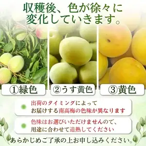 【梅干・梅酒用】熟南高梅 約10kg 大玉４L秀優混合【2027年6月上旬～7月上旬ごろ発送予定】【ART02】【G219-art022C】
