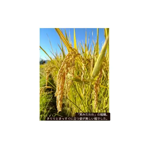 オーガニック米粉　笑みたわわ（パン用）３kg[1126]