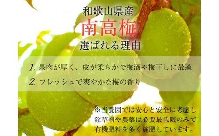 【梅干・梅酒用】熟南高梅 10kg　大玉４L秀優混合 ＜2027年6月上旬～7月7日発送予定＞【ART02】/ 梅 梅干し ウメ 青梅 生梅 梅シロップ うめ 梅酒 和歌山 南高梅 フルーツ 果物 くだもの 食品 人気 おすすめ 送料無料【art022C】