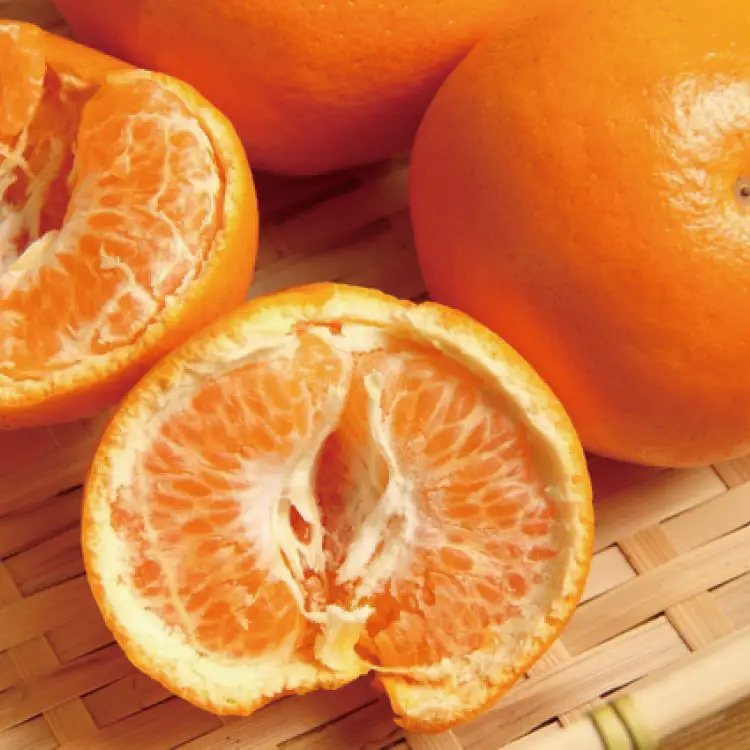 和歌山有田の濃厚はるみ約10kg (S又はMサイズ)※2027年1月下旬～2月中旬順次発送予定/みかん 蜜柑 フルーツ 果物 【ard204】