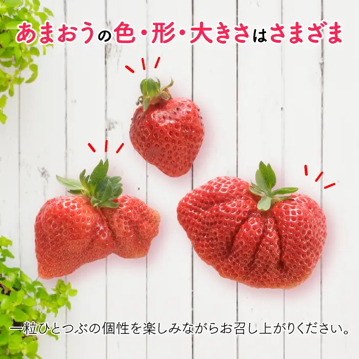 人気１位獲得謝礼品★限定品★博多あまおう約１，０８０g（先行受付／２０２７年２月以降発送）.A1609【あまおう】
