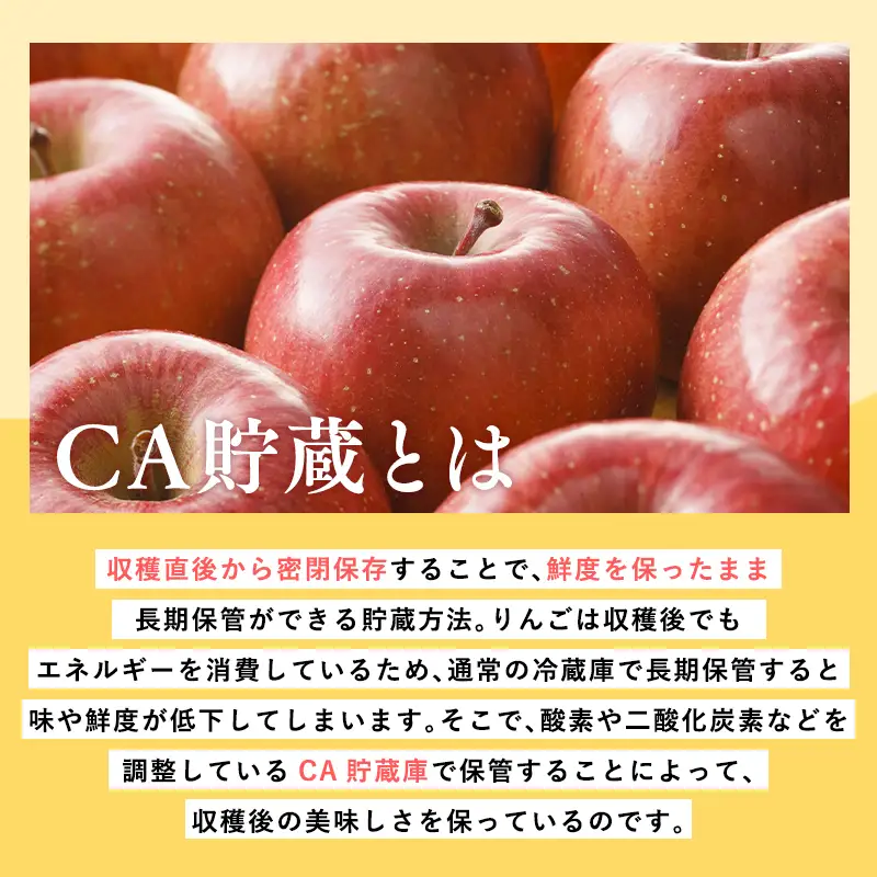 りんご 葉とらずサンふじ 訳あり 約5kg CA貯蔵 りんご