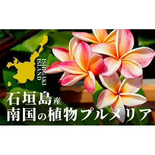 石垣島産 プルメリア苗木1本(50～60cm)　NE-5