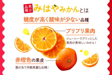 AA088.【希少品種】みはやみかん／約2.5キロ(2026年12月上旬～2027年1月末発送予定)